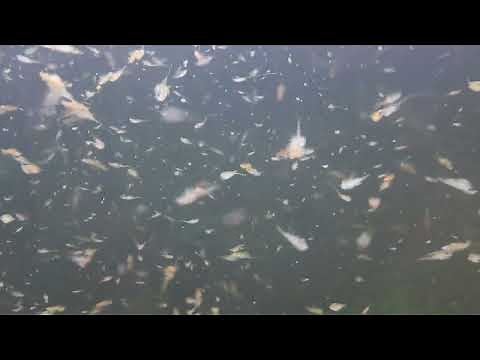 Sea-Monkeys Swimming in the Daytime | This is the World's Largest Sea-Monkey Colony