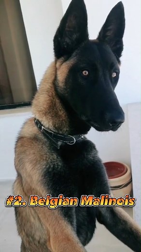 "Scariest Dog Breeds You Don't Want to Mess With" #fbreels #reelsfb #dog #doglover #scary | Barkworthy Breeds