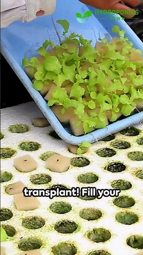 a simple guide to start seeds & transplant seedlings on your hydroponic tower - HydroponicsTown