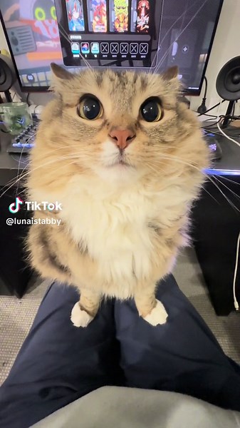 Cat Running on Wheel - Luna The Cat