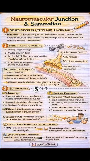 Gwala Physical Education(G.P.Ed.) on Instagram: "💪 Neuromuscular Junction & Summation | Sports Science 🔹 Neuromuscular Junction (NMJ) The NMJ is the connection between a motor neuron and skeletal muscle fiber, where nerve impulses trigger muscle contraction. 🏋️‍♂️ During weight lifting: • Motor neuron fires • Acetylcholine (ACh) is released • Muscle contraction begins 👉 Efficient NMJs = better strength, coordination & power 🔹 Summation Summation increases muscle force by: ✔ Recruiting more 