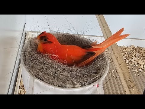 Red Canary Breeding Season (video 4)