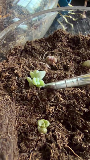 Planted the #propigation babies today. I am not a professional succulent person, but like creating new! #succulents #propigate #planting