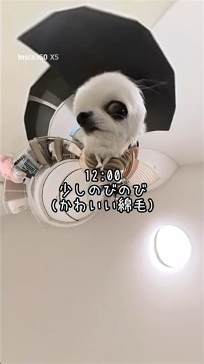 ロングコート・ミュータント・チワワの日常#犬のいる生活