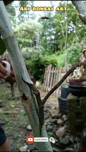 LEARN TREE GRAFTING FOR BEGINNERS #graftingtechnique #airlayeringtechnique #gardening