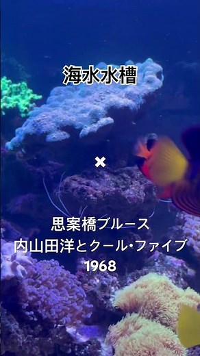 海水水槽✖ #思案橋ブルース / #内山田洋とクールファイブ #中井昭と高橋勝とコロラティーノ #長崎は今日も雨だった #長崎の女 #思案橋