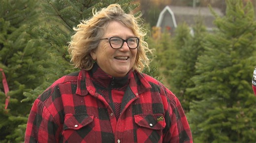 Summer drought won’t dampen Christmas tree season