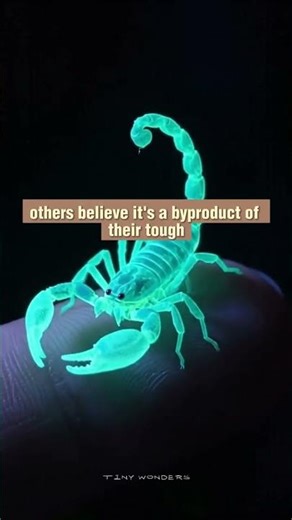 Scorpions Glow Like Aliens Under Blacklight 🦂💫 Nature's Neon Hunters!