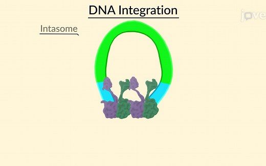 14.LTR 反转录转座子