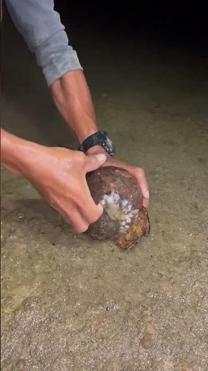 Uncovering an Octopus Hiding Inside a Coconut Shell! 🐙🥥