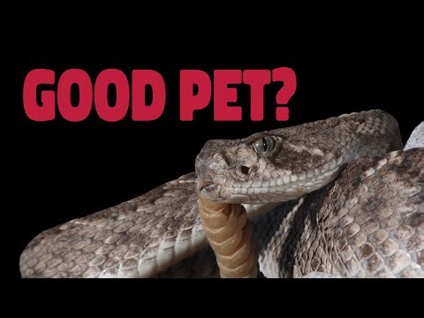 Are Rattlesnakes Good Pets??