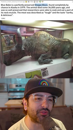 36,000 Year Old Preserved Step Bison in Alaska