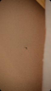 “Custos Invicta” 2025 #art #painting | Sam Ryan Studio