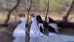 Viral video: Dog couple gets married, internet raises the woof
