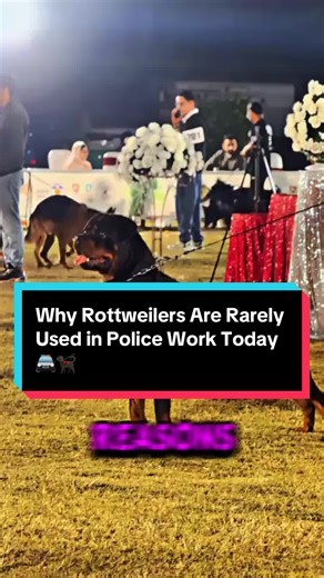 Why Rottweilers Are Rarely Used in Police Work Today 🚔🐕‍🦺 #PoliceDogs #WorkingK9 #DogTraining #K9Unit #Rottweilers
