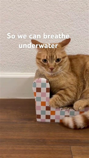 How do you know?-coco #foryou #cat #fyp #funny