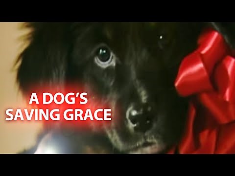 A Dog's Saving Grace - It's a Miracle Snippet