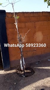 Jeremi Premier on Reels