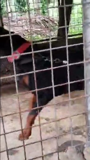 Doberman free Adoption 😍