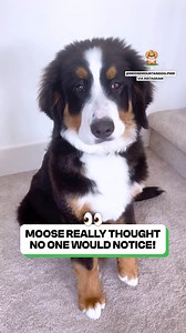 Proud rock collector 🐶🪨 | Fluffy Animals