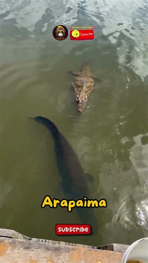 Aligator vs arapaima.