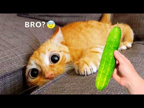Try Not To Laugh! 😂🤣 Best Funny Dogs and Cats 2026 🐶😹
