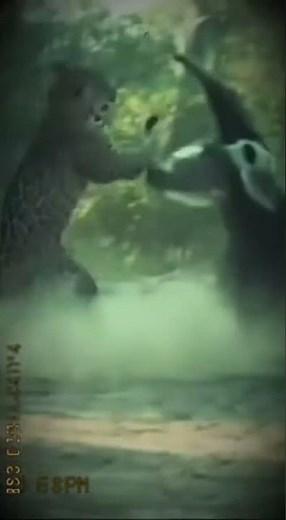 Jaguar vs Giant Anteater #wildlife #animals #shorts