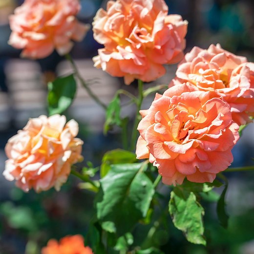 The Magic Behind the Disneyland Rose