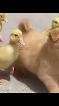 ヒヨコたちを率いる可愛い子犬