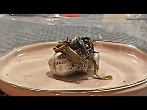 UFO News on Alleged ALIVE Metorite & China Sky Blast!