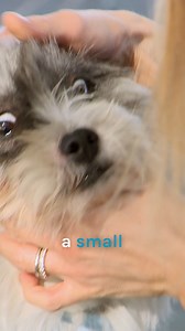 The moment this dog fell in love with her new family ❤️ | Bondi Vet