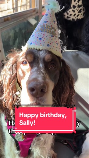 Sally celebrates her birthday on the dog bus! #thestorybookbus #dogbirthday #dogbus #funnydogs