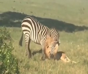 6.4K views · 99 reactions | The zebra tries to escape the lion, frantically fighting the fearsome predator to escape and meet its end | Animal Future | Facebook