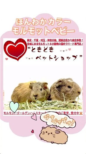 ほんわかカラー💕モルモットベビー🐹モルモット・ゴールデンハムスター・小動物専門ブリーダー直譲【ときどきペットショップ】 #モルモット #guineapig #かわいい動物
