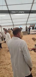 222K views · 10K reactions | Class 11 - Judging 1st lot 78 2nd lot 81 3rd lot 77 4th lot 75 5th lot 82 6th lot 74 7th lot 76 8th lot 80 9th lot 79 | Swatragh Livestock Market | Facebook