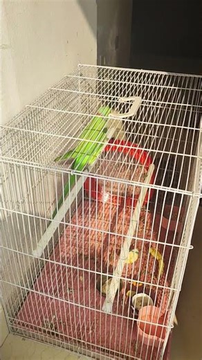 coco exercise kar rahe hai 🤣🤣👍#shortfeed #funny