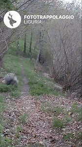 Istrice (Hystrix cristata) ripreso nei boschi dell’Appennino Ligure ⛰️ Questa specie la riprendiamo sia nei boschi dell’entroterra ligure, sia in zone boschive più vincine alla costa 📹 Simone Rutella e Gianfranco Dellacasa . . . #fototrappolaggioliguria #fototrappolaggio #fototrappolaggionaturalistico #fototrappolaggiofaunistico #fototrappola #liguria #istrice | Fototrappolaggio Liguria