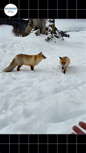 Akibat memanggil rubah ini #videolucu #hewanlucu #hewan