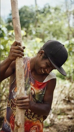 Farmers harvesting kava • Santo, Vanuatu