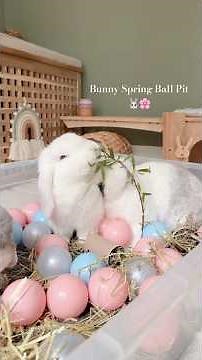 Bunny Spring Ball Pit Enrichment 🐰🌸 | Rabbit Care