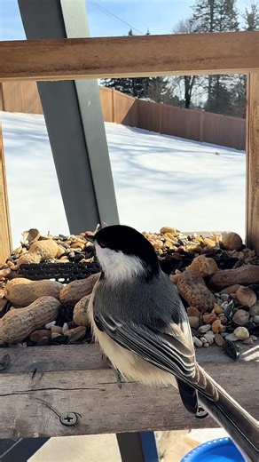 Black Capped Chickadee seriously one of the cutest little birds! #birds #birdwatching #birdfeeder #nature #bird