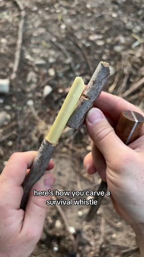 How to carve a survival whistle #fyp #bushcraft #survival #survivaltok #sagesmokesurvival #offgrid #HowTo #primitive #primitiveskills #wildernessskills #mountainman #foraging #naturelover