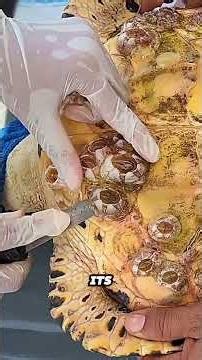 How Marine Rescuers Help Removing Barnacles to Help a Sea Turtle.