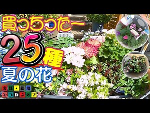買っちったー!!【夏の花】25種類・34株今シーズン育てる夏の花をド・ドーンとまとめてご紹介します【ガーデニング】花の特徴・育て方・園芸