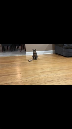 bing, bop, boom 💥 #kitten #catsoftiktok #cute #foryoupage❤️❤️ #fyp #foryou
