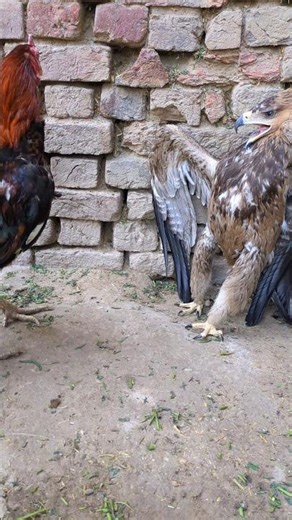 Red Rooster Vs Oldest Falcon Meeting 😜🦅🐓 #shorts #falcon #rooster