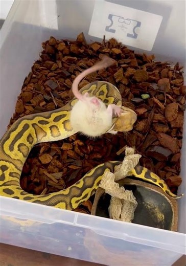 Ball python eat time Leopard Cypress Clown #snake #reptiles #python #morphmarket ‪@ConleyHerps‬