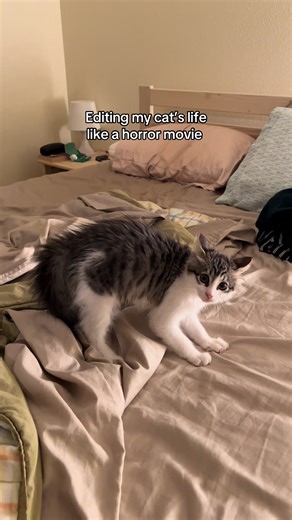 The Gooby Movie: A Unique Cat Adventure