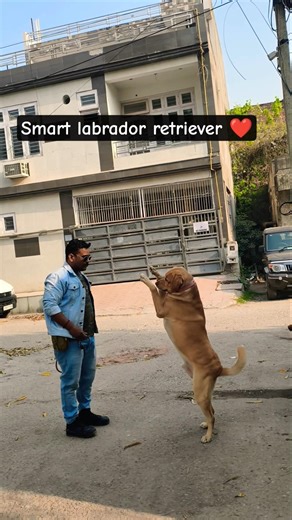 smart labrador retriever Training #session #1565 #labrador #shorts #dog #dogtraining