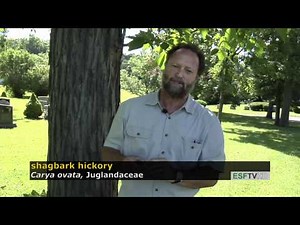 Trees with Don Leopold - shagbark hickory